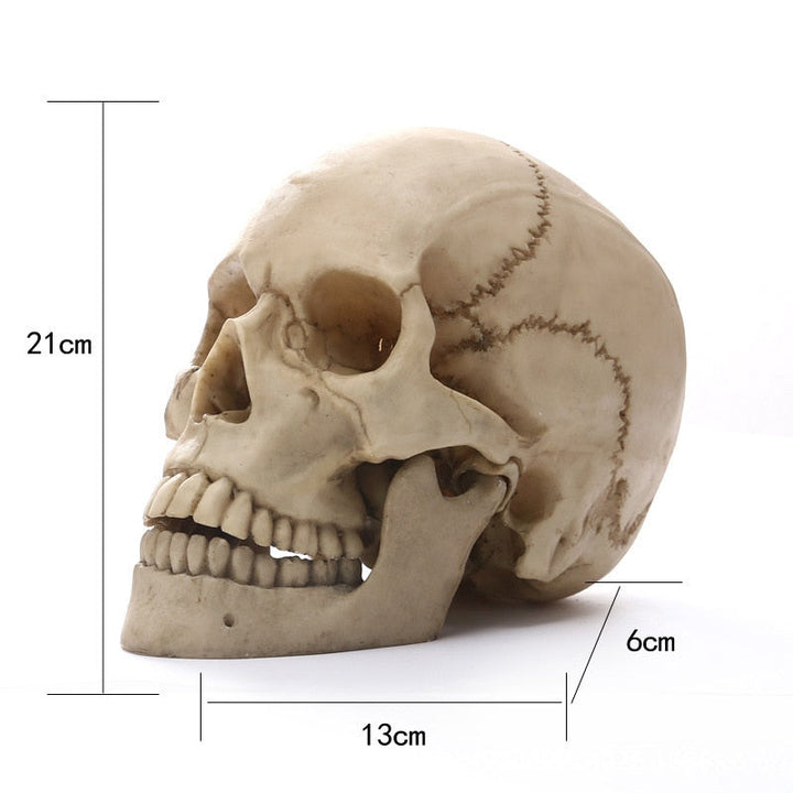 1:1 Menselijk schedel hoofd beeld voor huisdecoratie hars figuren Halloween decoratie sculptuur medische les schetsmodel ambacht
