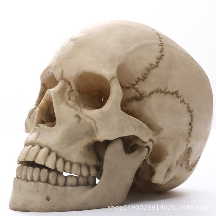 1:1 Menselijk schedel hoofd beeld voor huisdecoratie hars figuren Halloween decoratie sculptuur medische les schetsmodel ambacht