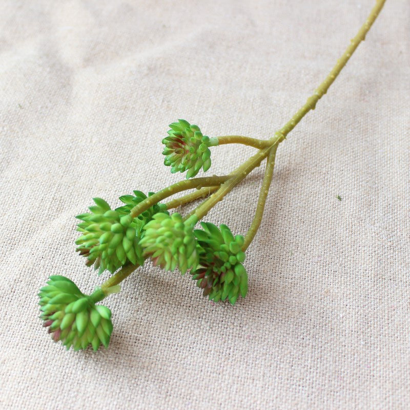 Levensechte Vetplant Stam