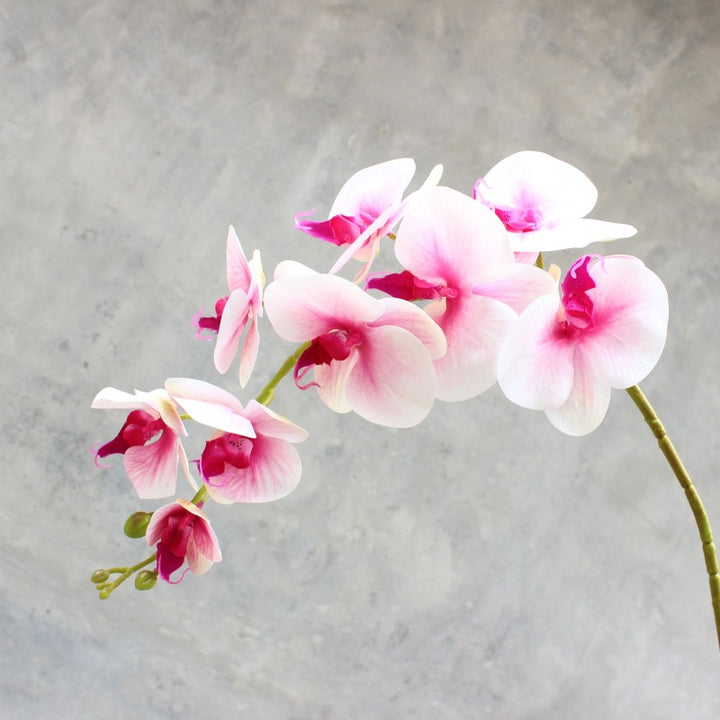 Decoratieve Bloomende Orchidee Steel