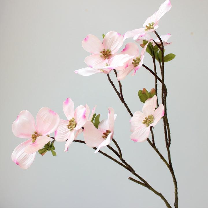 Decoratieve Cornus Steel