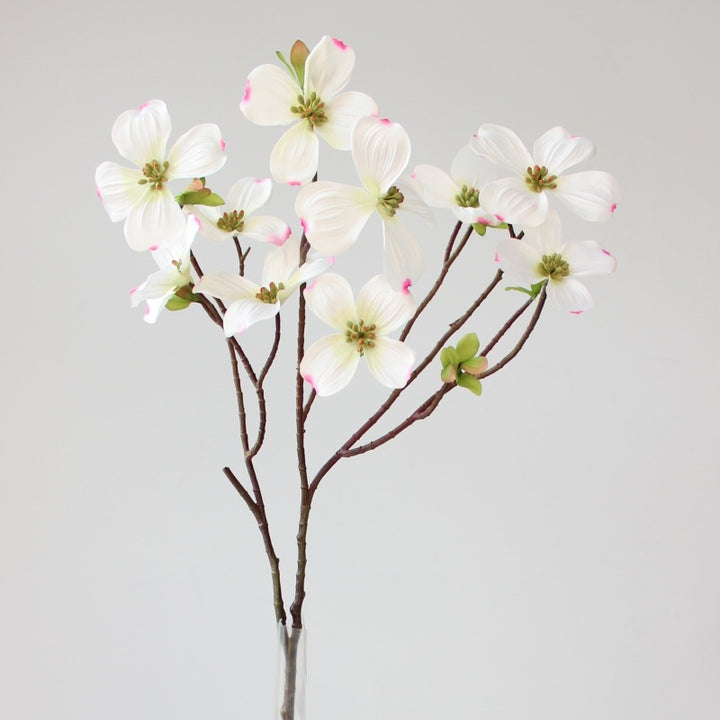 Decoratieve Cornus Steel