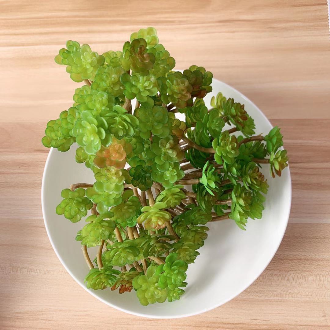 Levensechte Succulente Plant