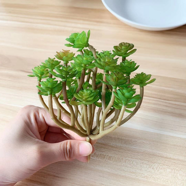 Levensechte Succulente Plant