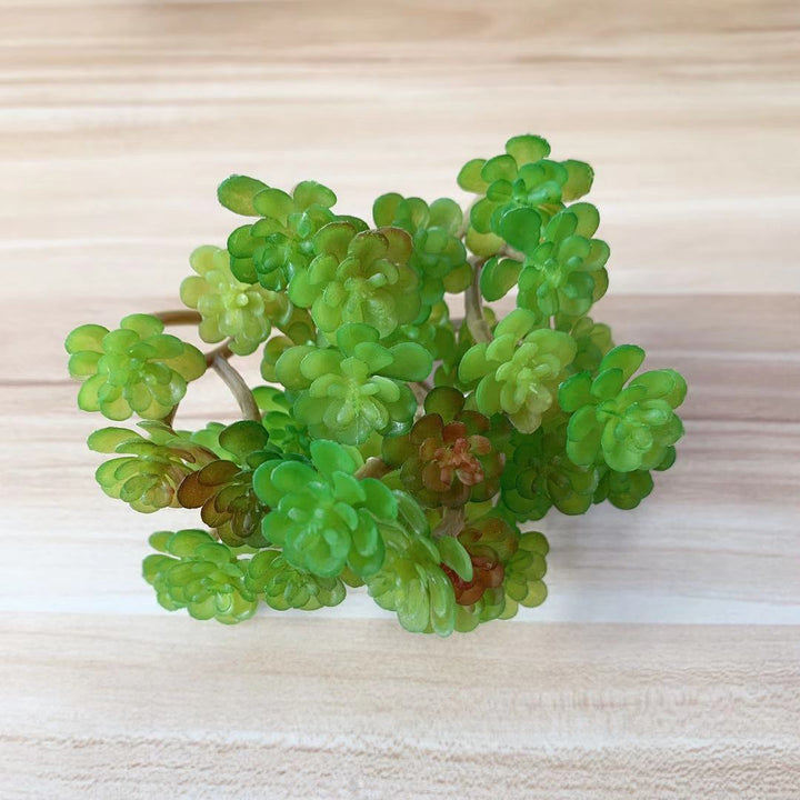 Levensechte Succulente Plant