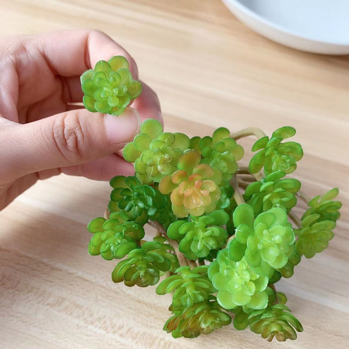 Levensechte Succulente Plant