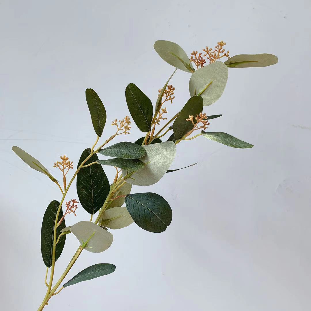 Natuurlijke Eucalyptus Tak
