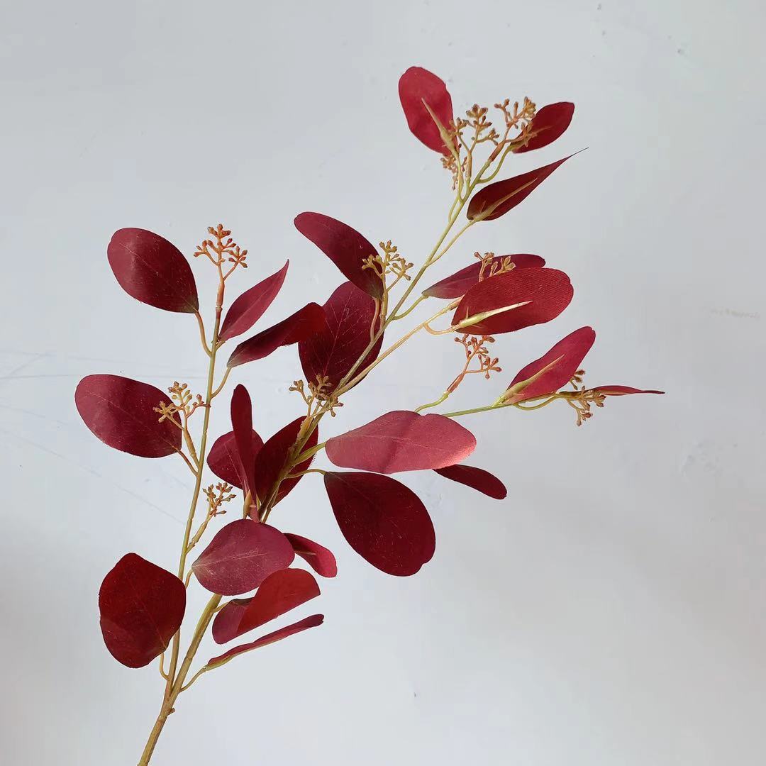 Natuurlijke Eucalyptus Tak