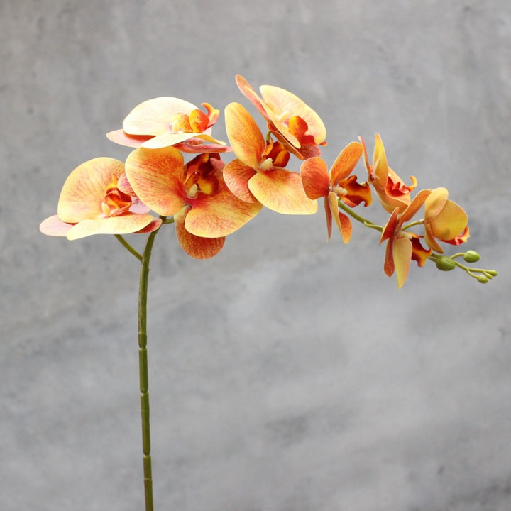 Decoratieve Bloomende Orchidee Steel