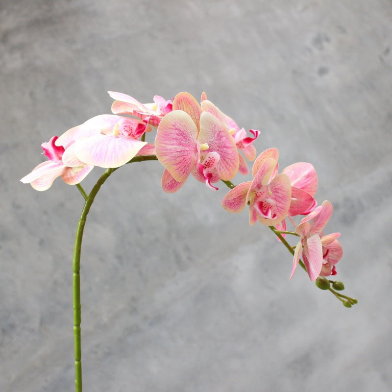 Decoratieve Bloomende Orchidee Steel