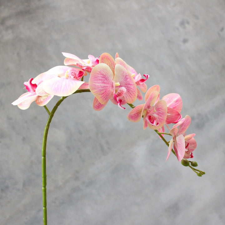Decoratieve Bloomende Orchidee Steel