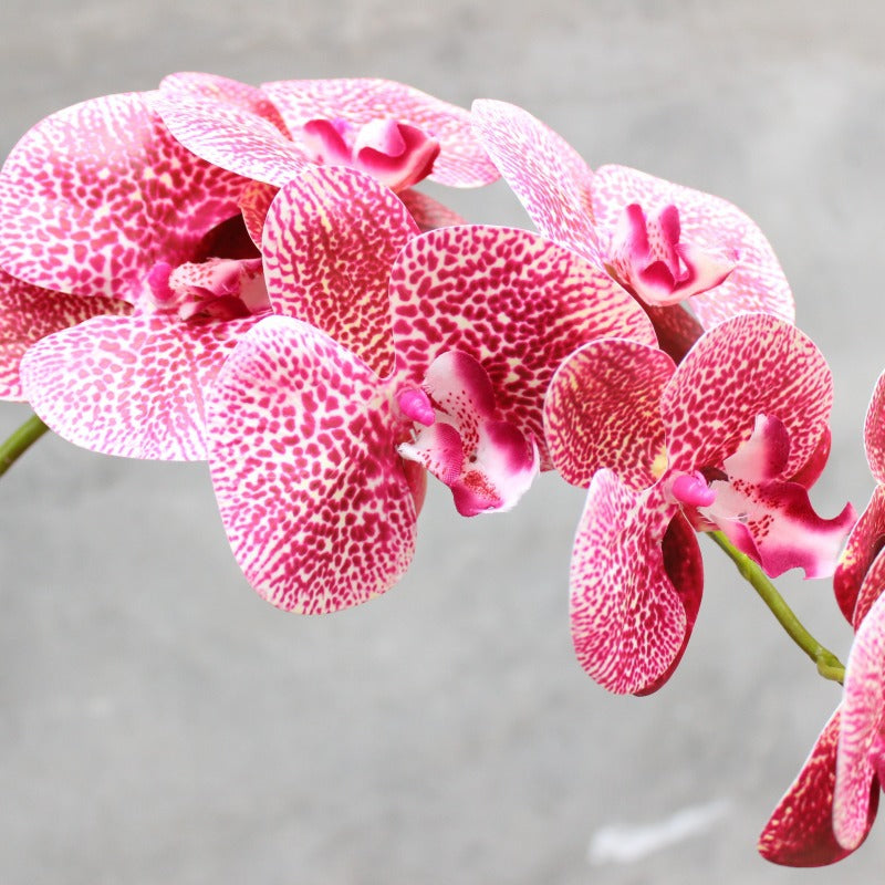 Decoratieve Bloomende Orchidee Steel