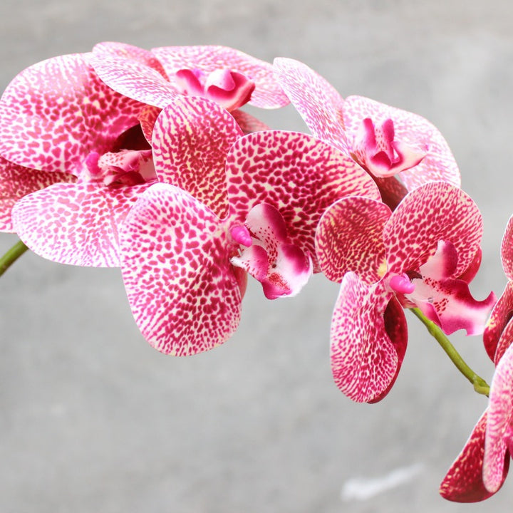 Decoratieve Bloomende Orchidee Steel
