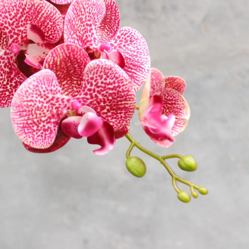 Decoratieve Bloomende Orchidee Steel