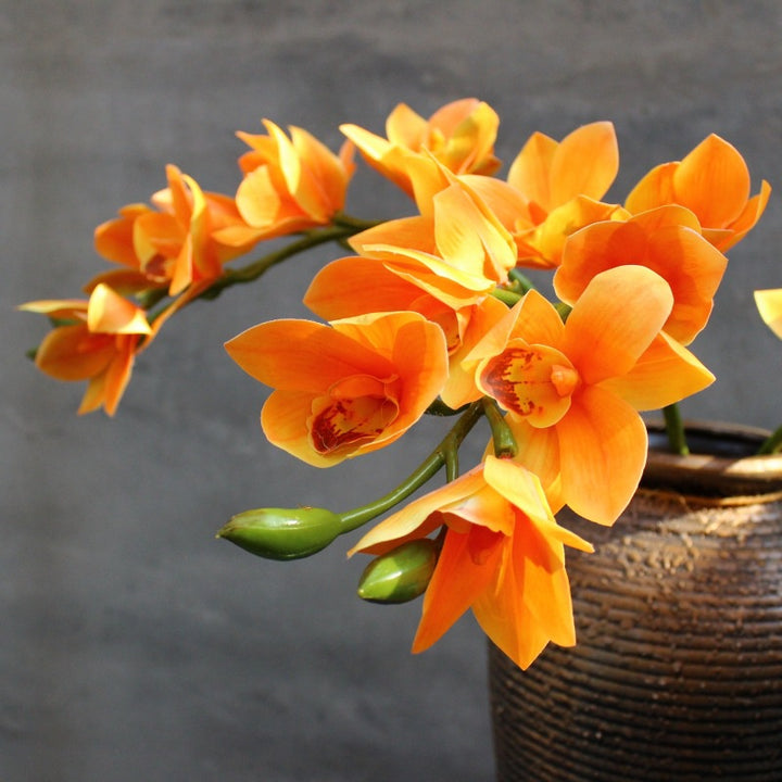 Decoratieve Orchidee