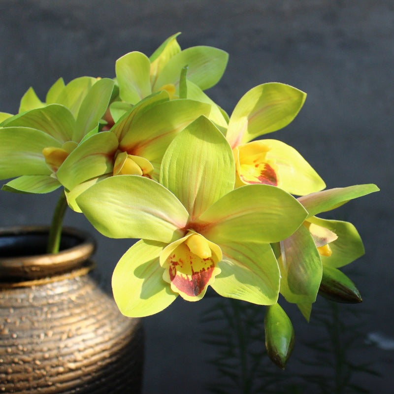Decoratieve Orchidee