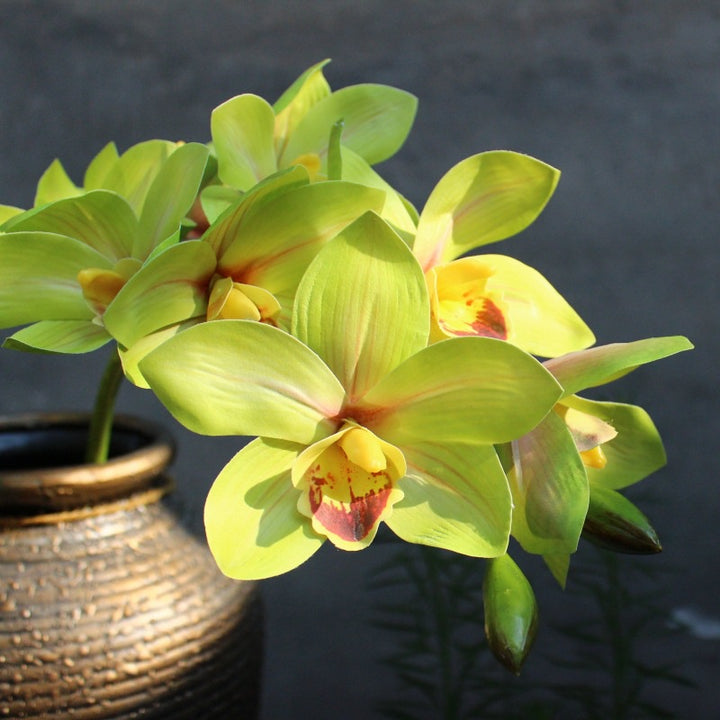 Decoratieve Orchidee