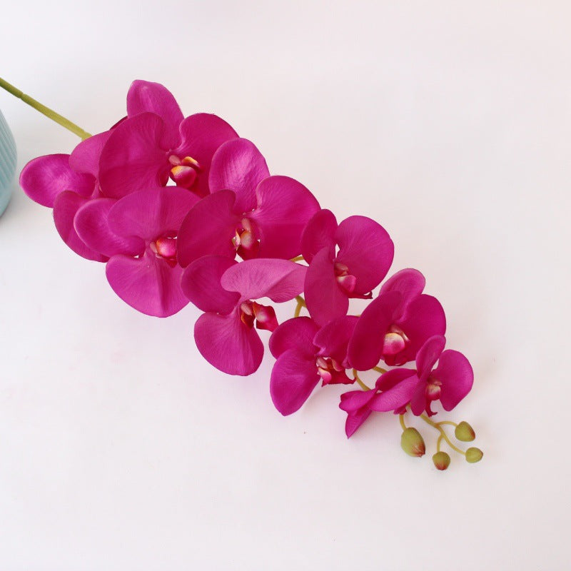 Elegante Orchidee Stam