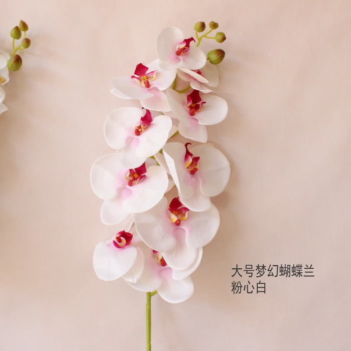 Elegante Orchidee Stam