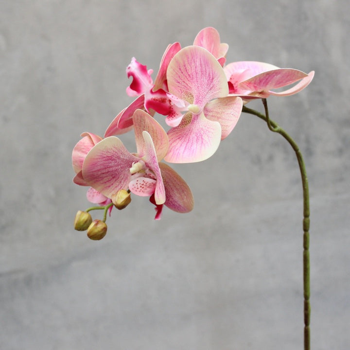 Realistische Kunstmatige Orchidee Stengel