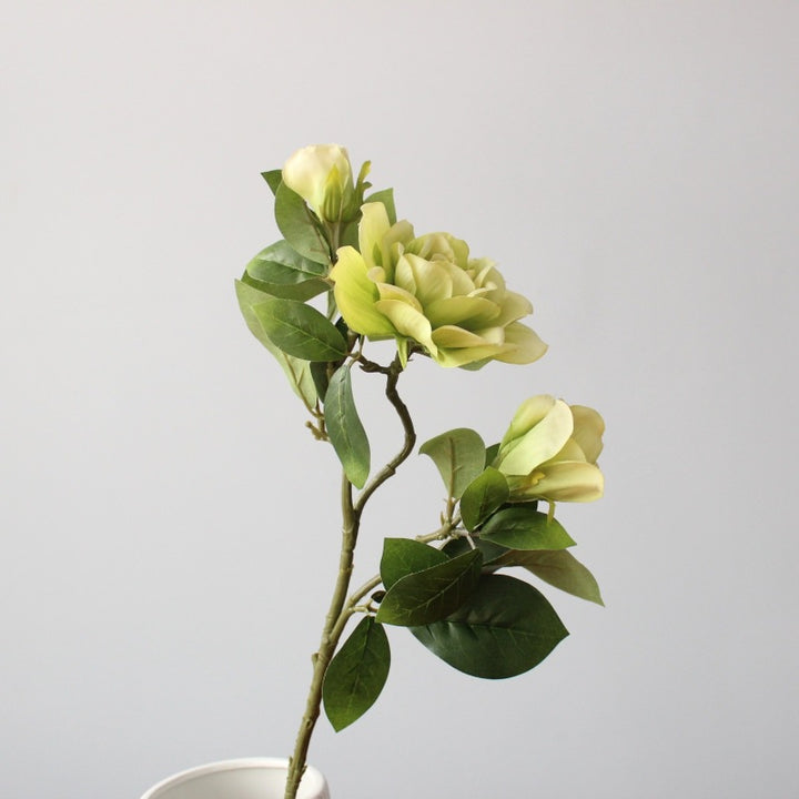 Elegante Decoratieve Magnolia Stam