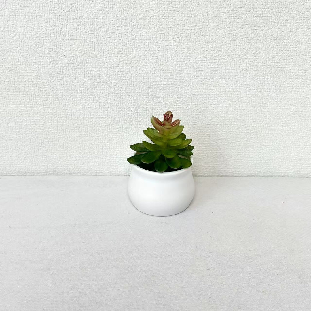 Succulente Plant in Modern Ceramic Pot