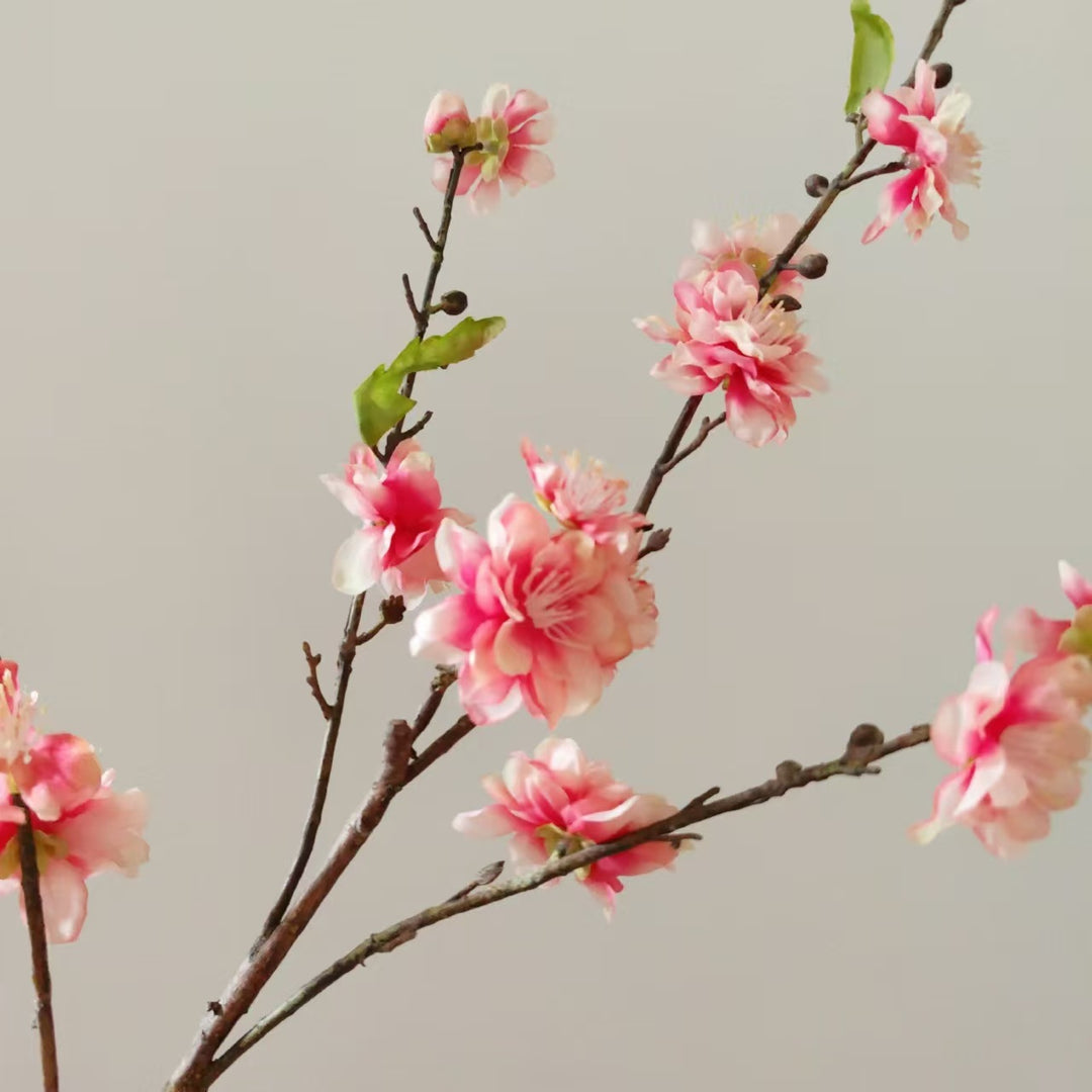 Decoratieve Kersenbloes tak