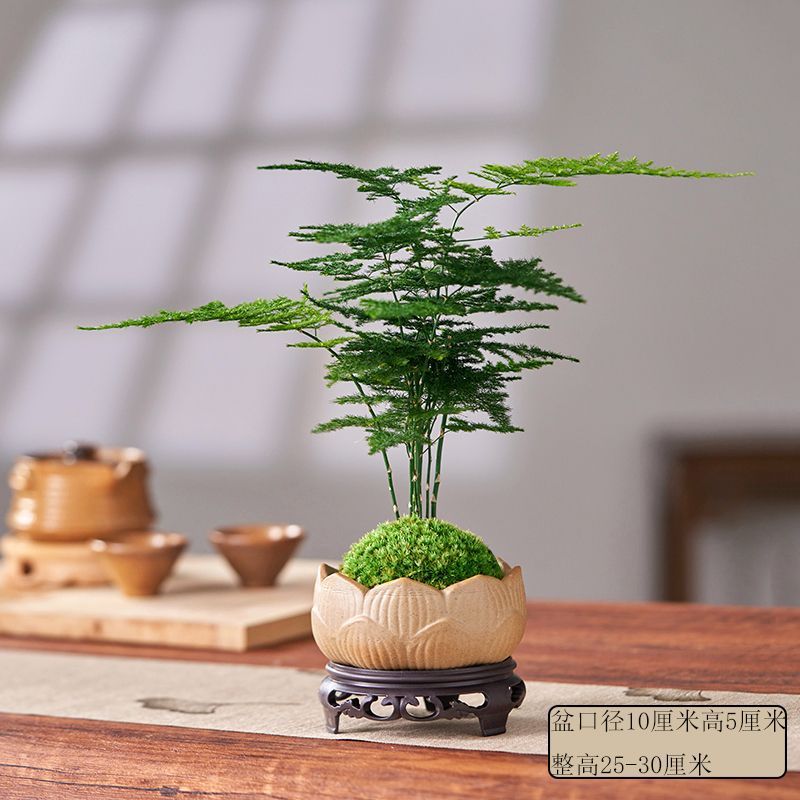 Miniatuur Bonsai Planten Decoratie