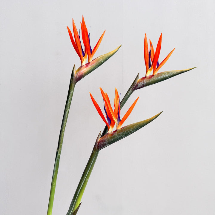 Decoratieve Bloemendisplay