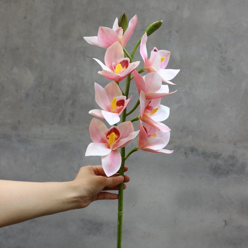 Decoratieve Orchidee