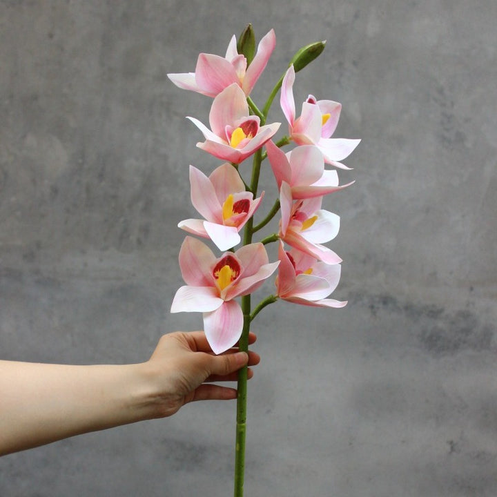 Decoratieve Orchidee