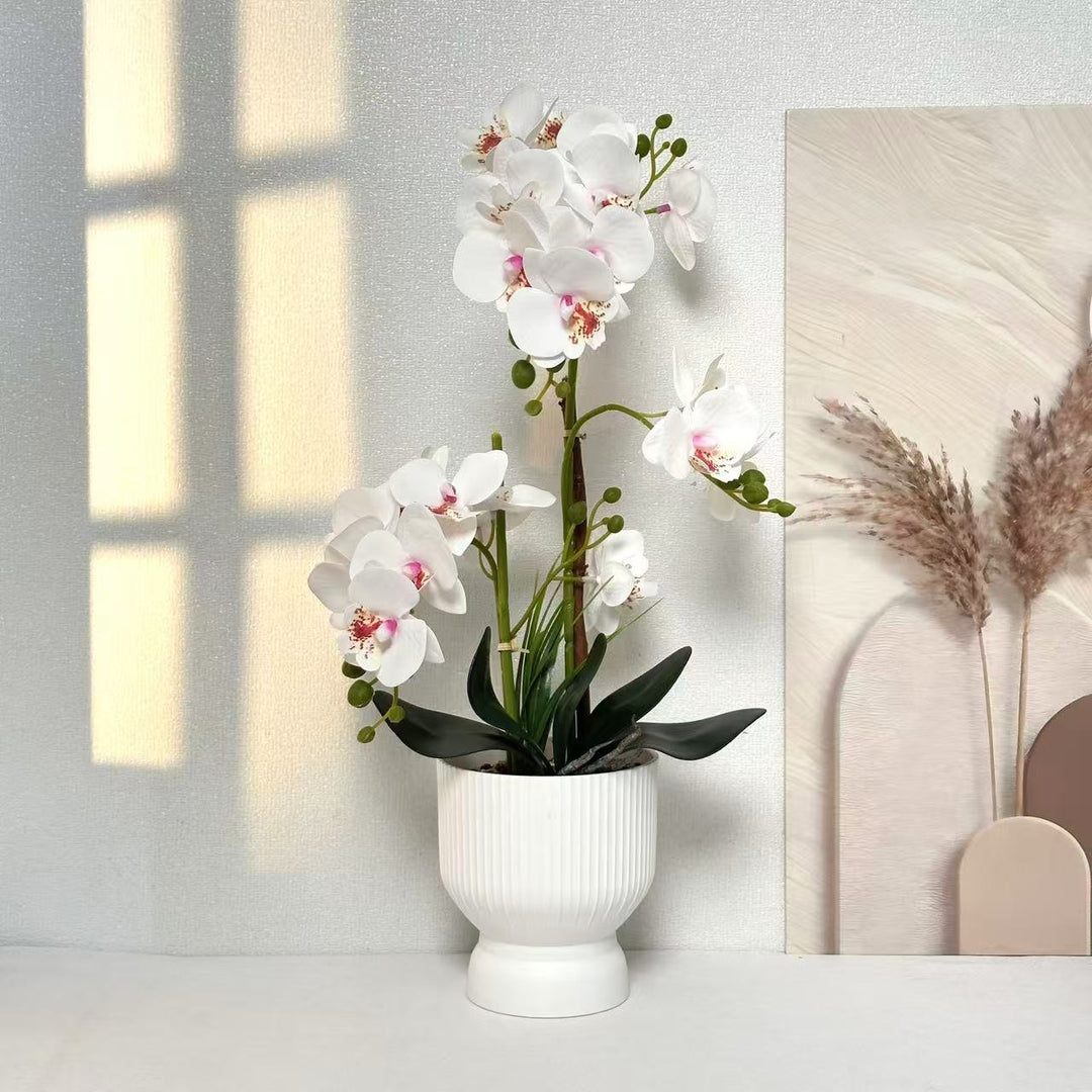 Decoratieve Orchidee Planten Arrangement 1790480695 voor Decor