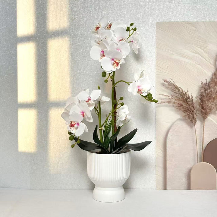 Decoratieve Orchidee Planten Arrangement 1790480695 voor Decor