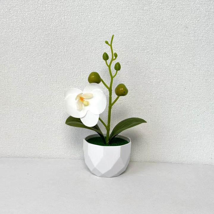 Orchidee Planten Arrangement