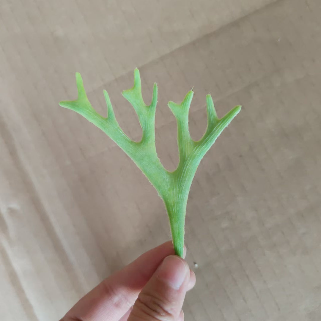 Decoratieve Groene Varensteel