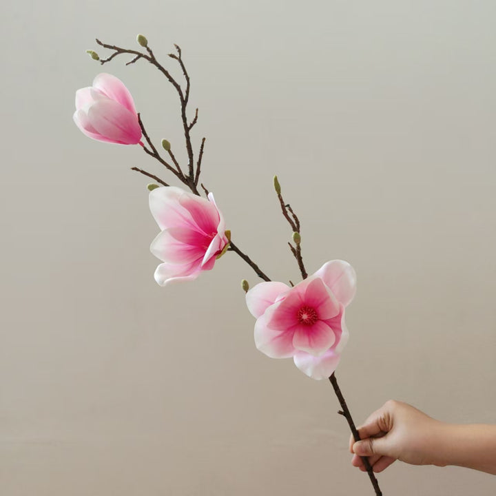 Elegante Magnolia Bloesem Stam