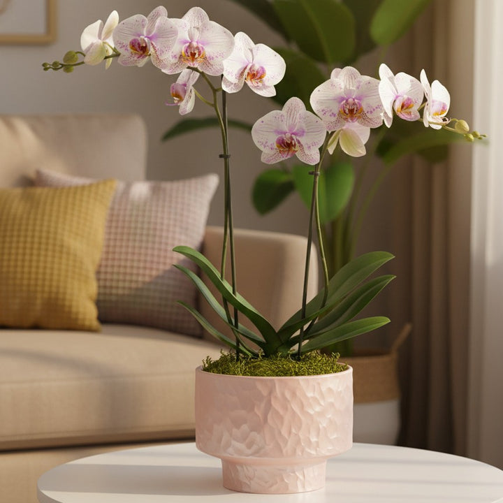 Stijlvolle Decoratieve Plantenbak voor Binnen Groenery