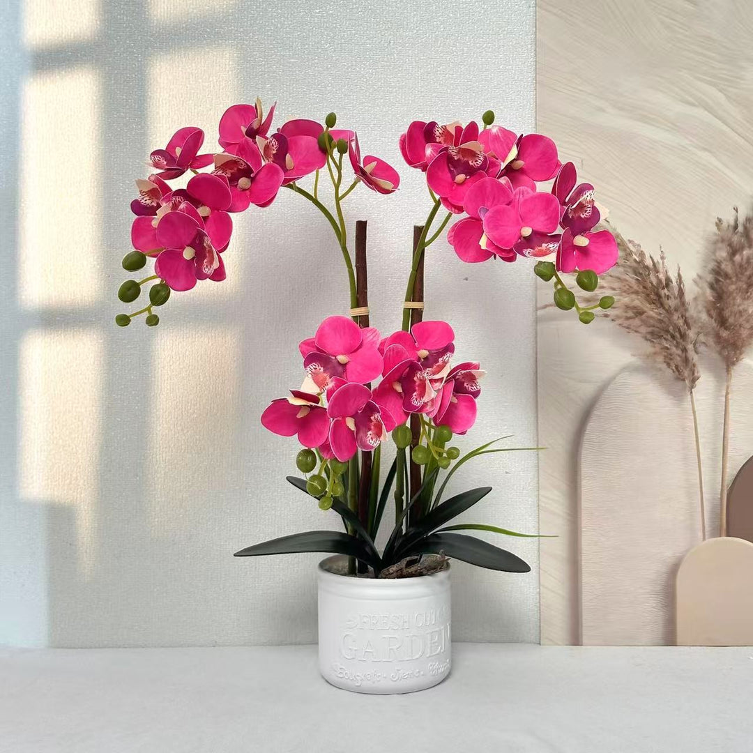 Decoratieve Potorchidee Arrangement voor Tafeldecoratie