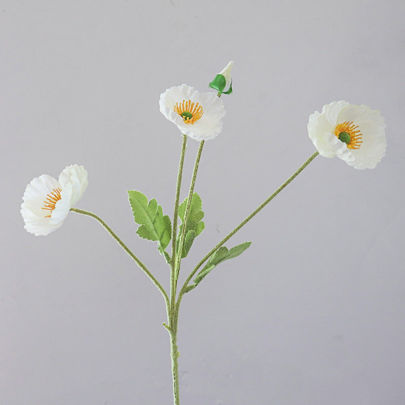 Levens echte Papaver Bloemen Stengel