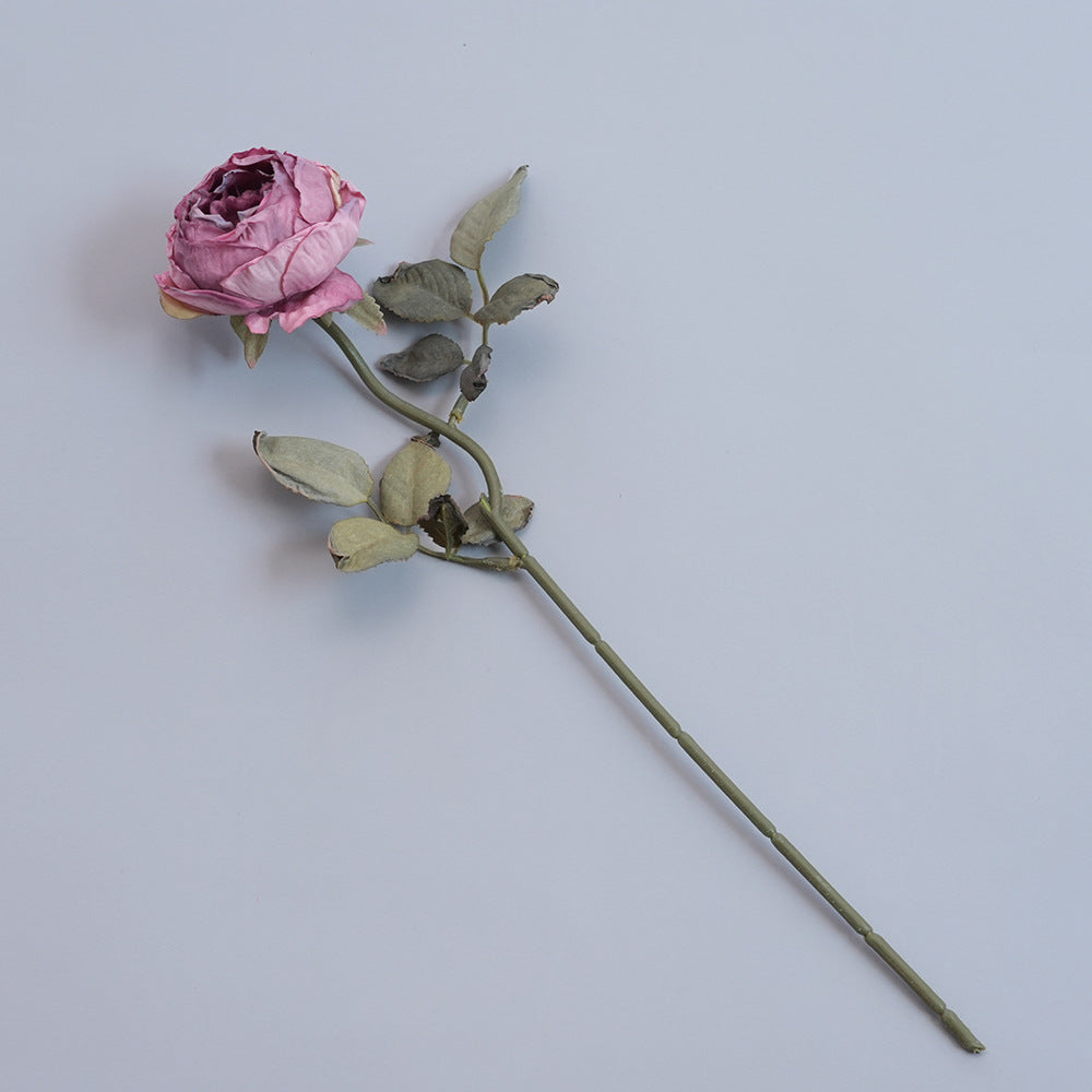 Elegante Gedroogde Botanische Tak