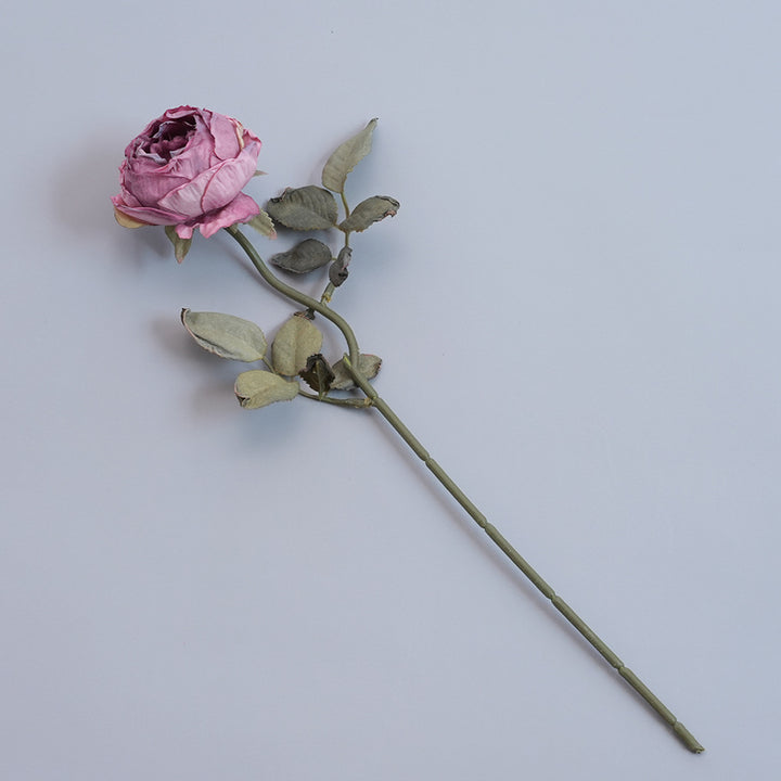 Elegante Gedroogde Botanische Tak