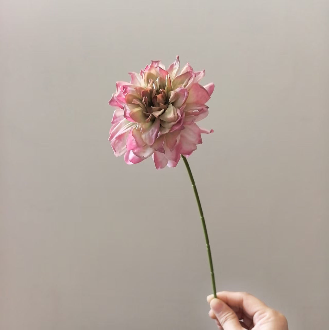 Levensechte Dahlia Steel