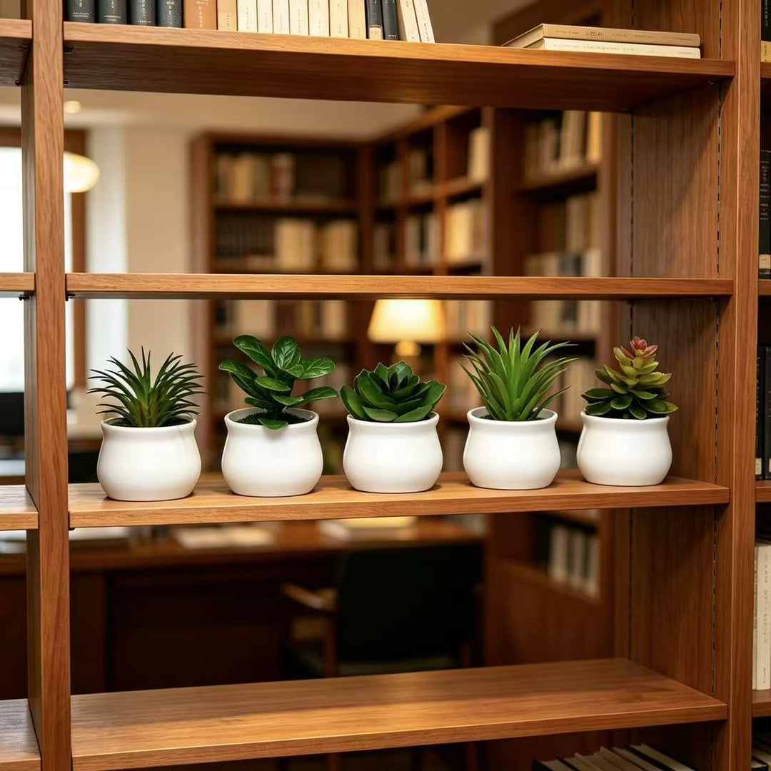 Succulente Plant in Modern Ceramic Pot