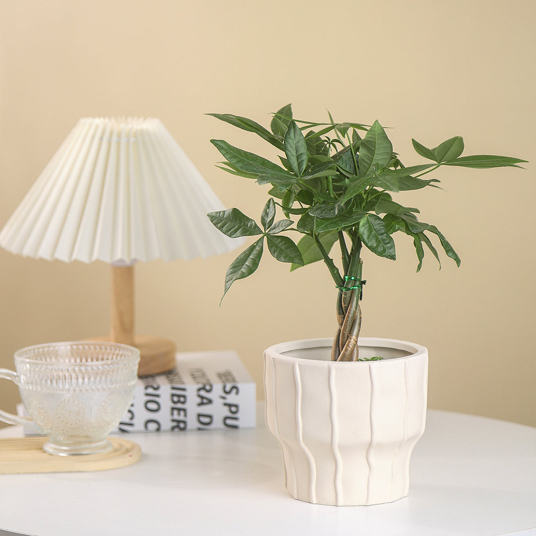 Elegante Plantpot voor Mooie Binnenplant Displays
