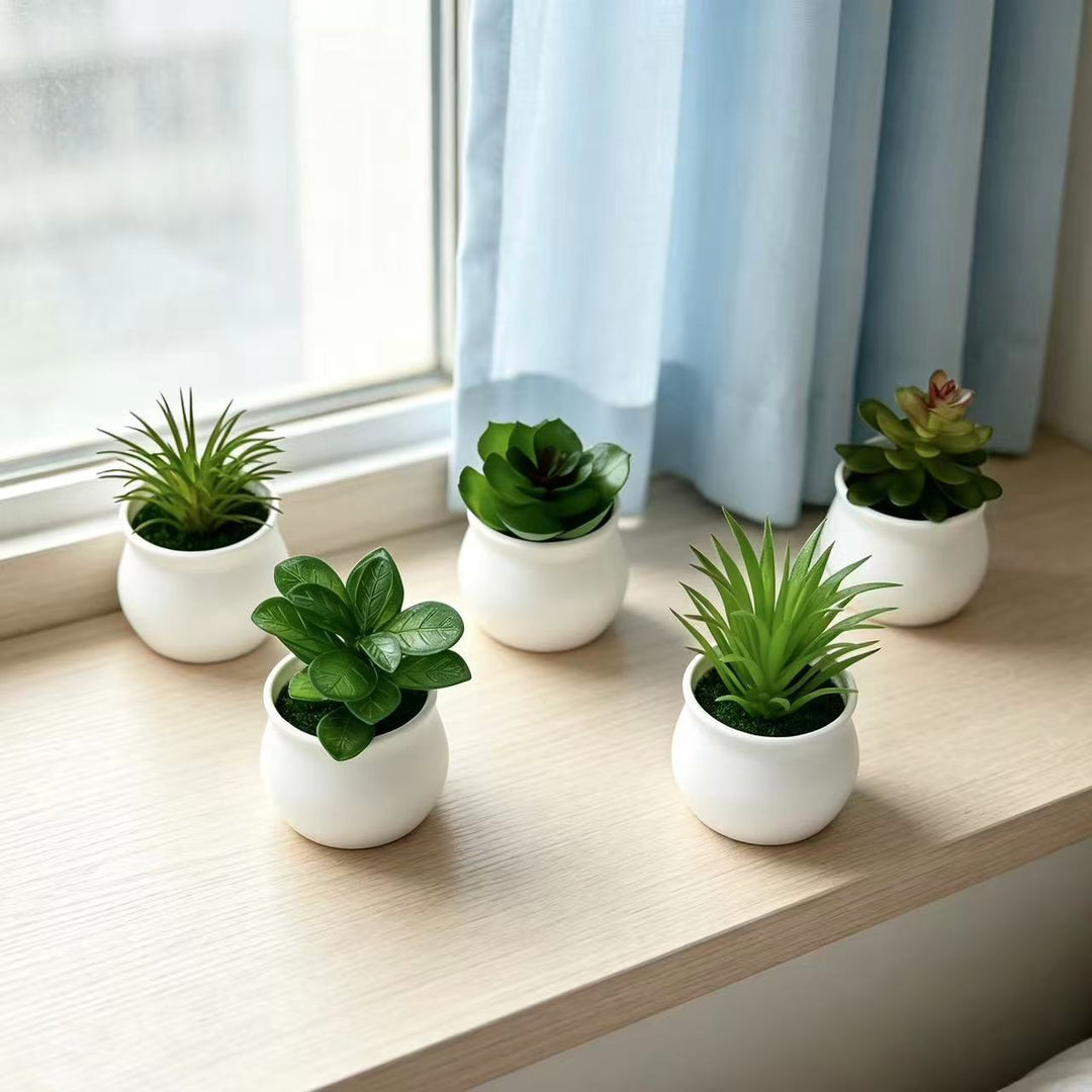 Succulente Plant in Modern Ceramic Pot