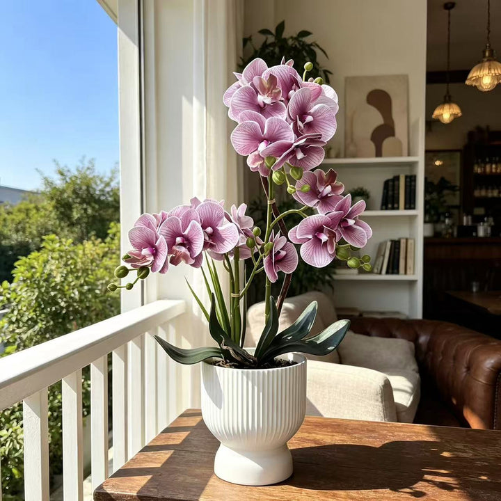 Decoratieve Orchidee Planten Arrangement 1790480695 voor Decor