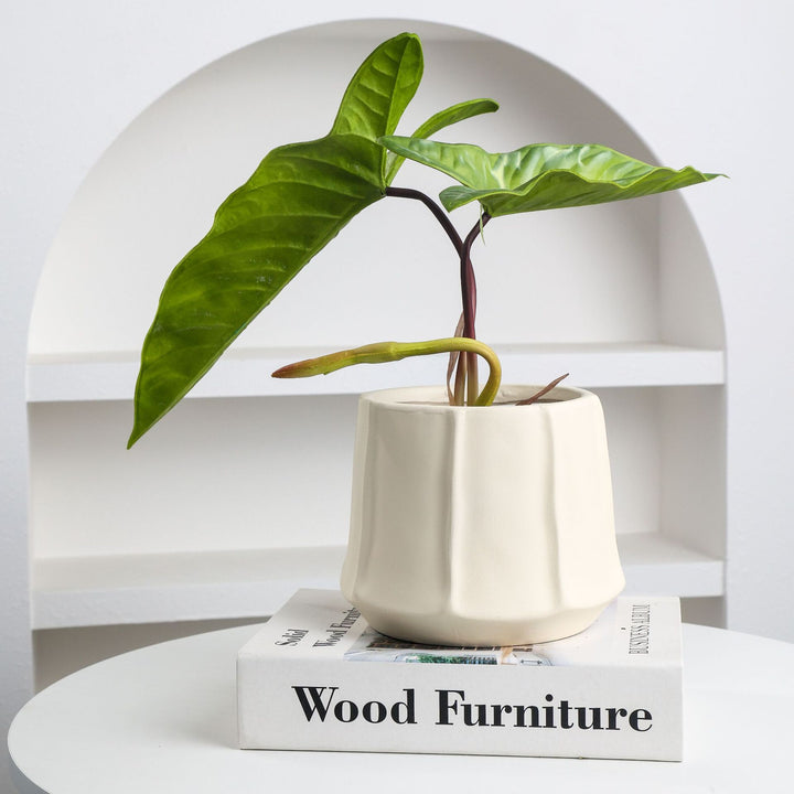 Moderne Decoratieve Bloempot voor Huishoudelijke Interieur Styling