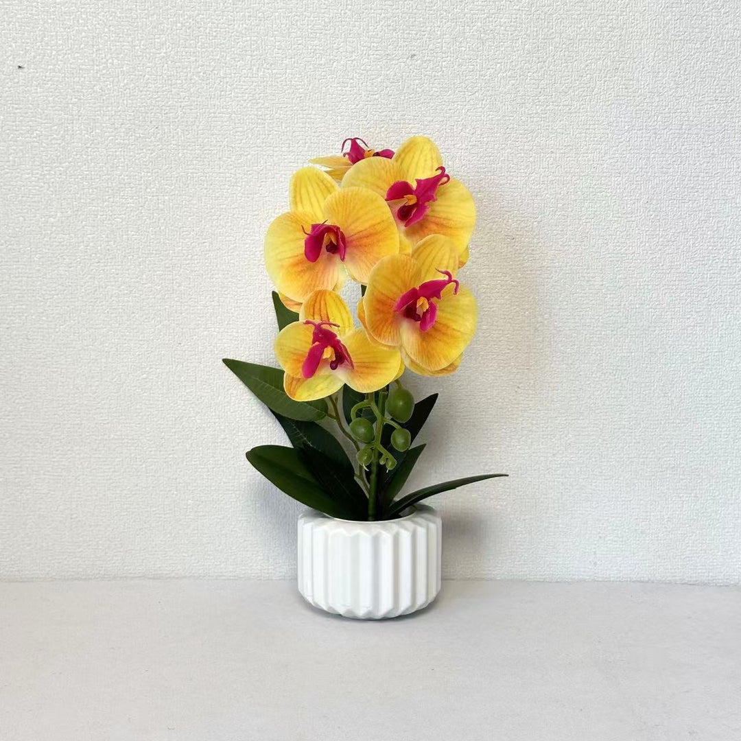 Decoratieve Potplant Orchidee voor Thuisdecoratie Display