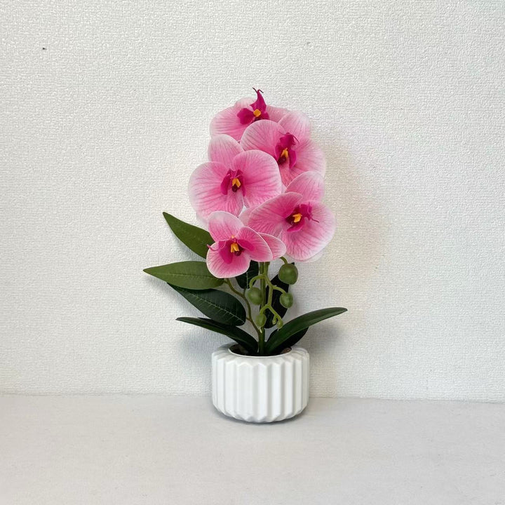 Decoratieve Potplant Orchidee voor Thuisdecoratie Display