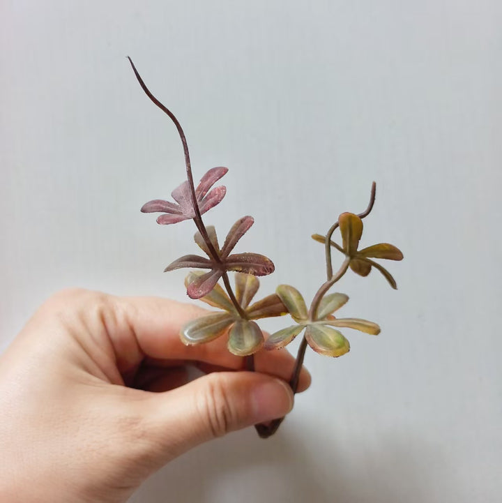 Decoratieve Succulent Arrangement